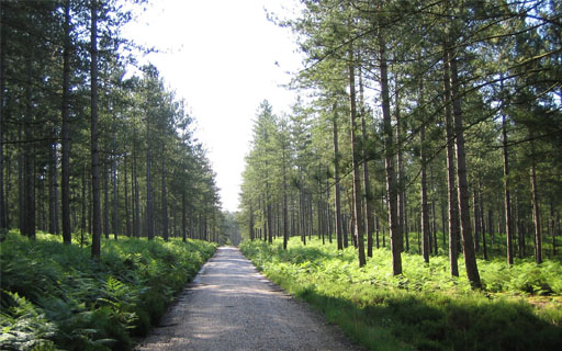 Photo of a woodland walk