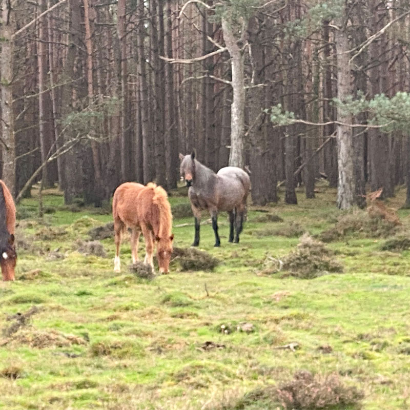 Photo of some New Forest horses