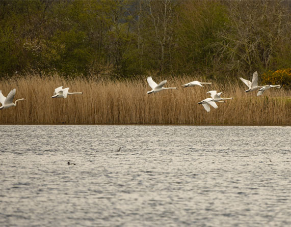 Image showing swans in flight over the lakes at Longham