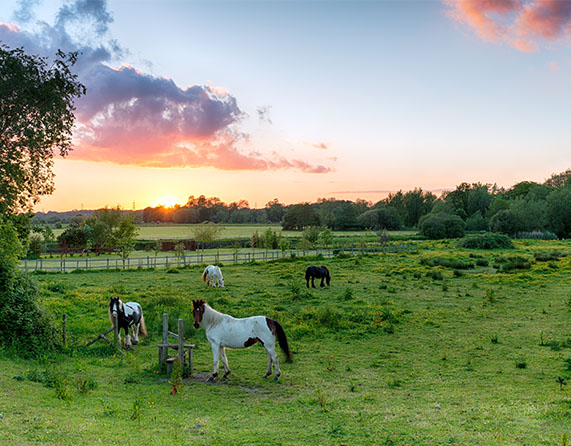 Image showing horses in a field