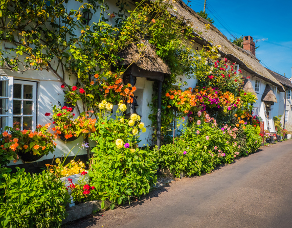 Image showing a close up of houses with flowers